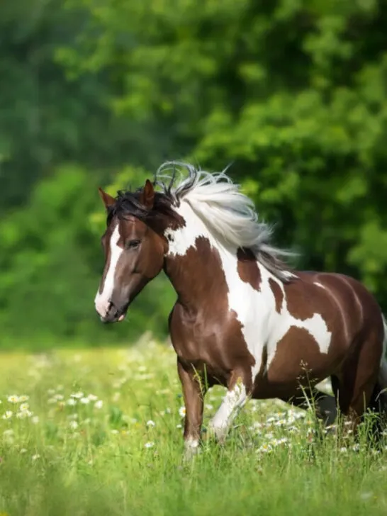 A pinto horse wandering on a green pasture