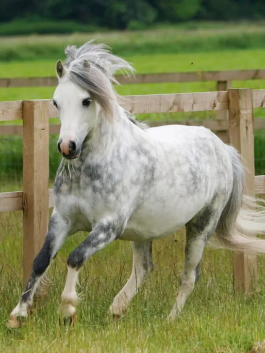 welsh pony