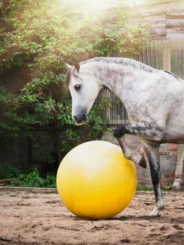 10 Easy Horse Obstacles You Can Buy for Under $20