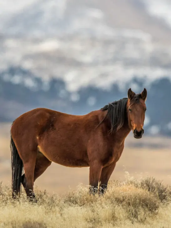 A wild bay mustang of the Onaquai wild horse herd - ss240219