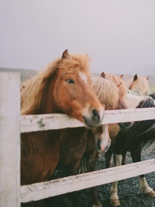 A woman looking at a group of Icelandic horses at a ranch on a cloudy day - ee220820