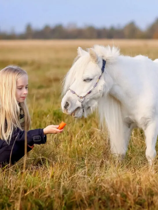 A young girl feeding her white pony with a carrot outdoor