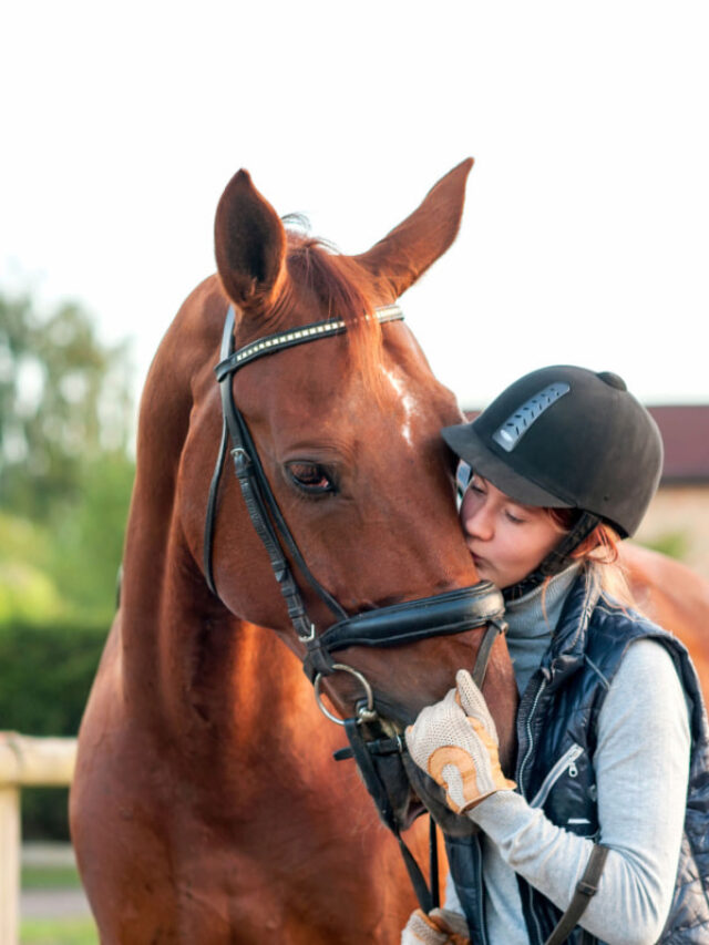 Best Reins for Trail Riding