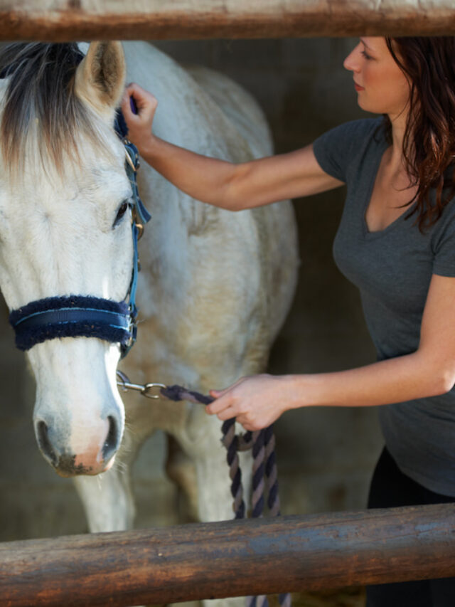 8 Unique Custom Holiday Gift Ideas for the Horse Lover in Your Family