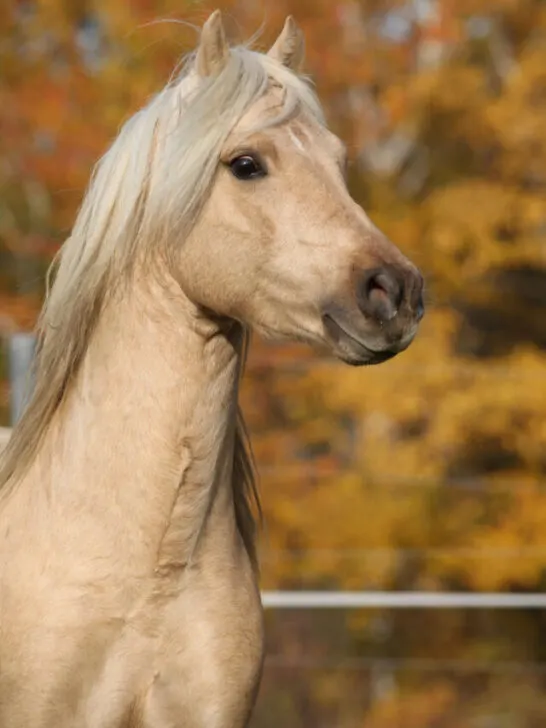 Amazing welsh pony of cob type stallion in autumn - ss230724