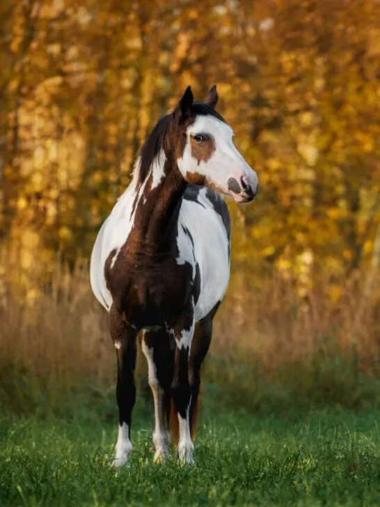 An American Paint Horse in the middle of the woods - SS240321