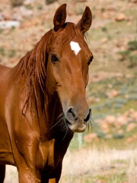 An American Saddlebred horse standing outdoors