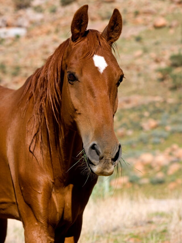 15 Fun Facts about the American Saddlebred Horse