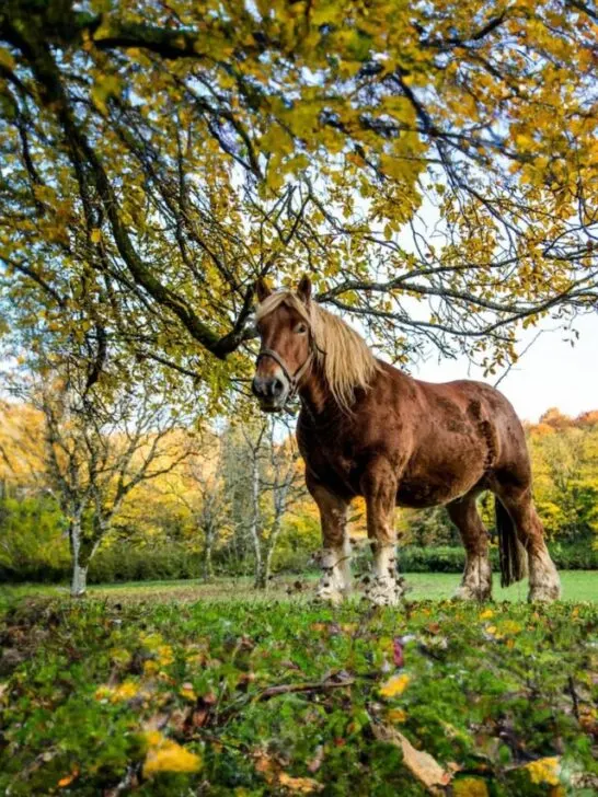 An Ardennes horse under the tree - SS240302