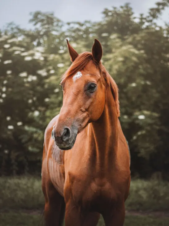 An english thoroughbred horse in the field - ss230408