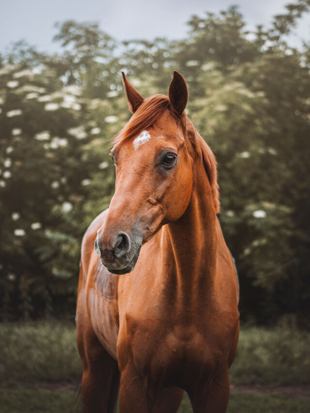 13 Ways to Put Weight on a Thoroughbred Helpful Horse Hints
