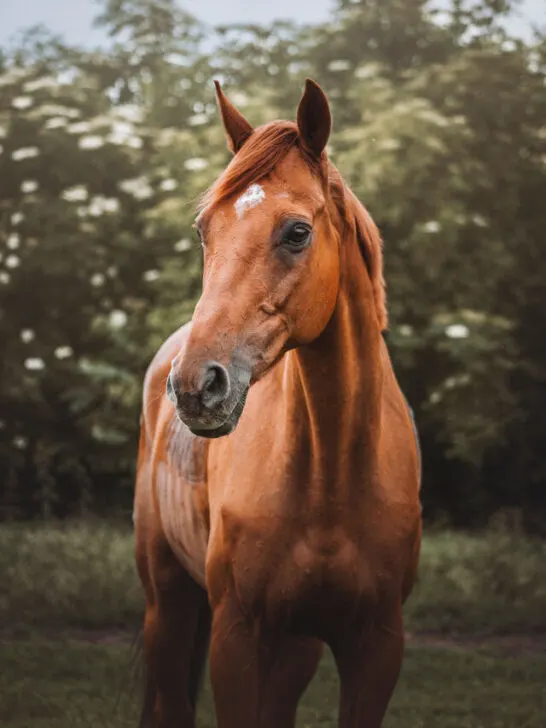 An english thoroughbred horse in the field - ss230408
