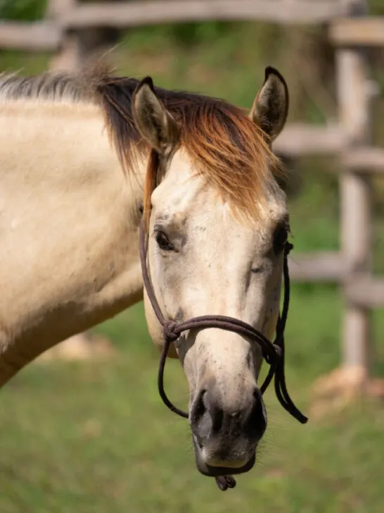 Anglo Arab Horse with Dunskin Color - ss230725