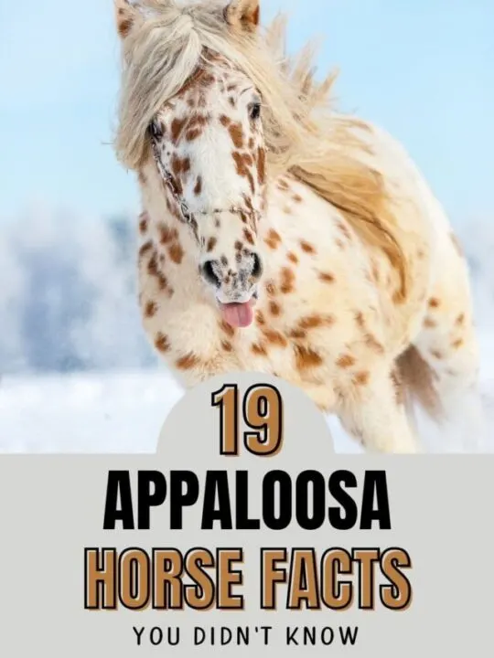 cropped-Appaloosa-Horse-Facts.jpg