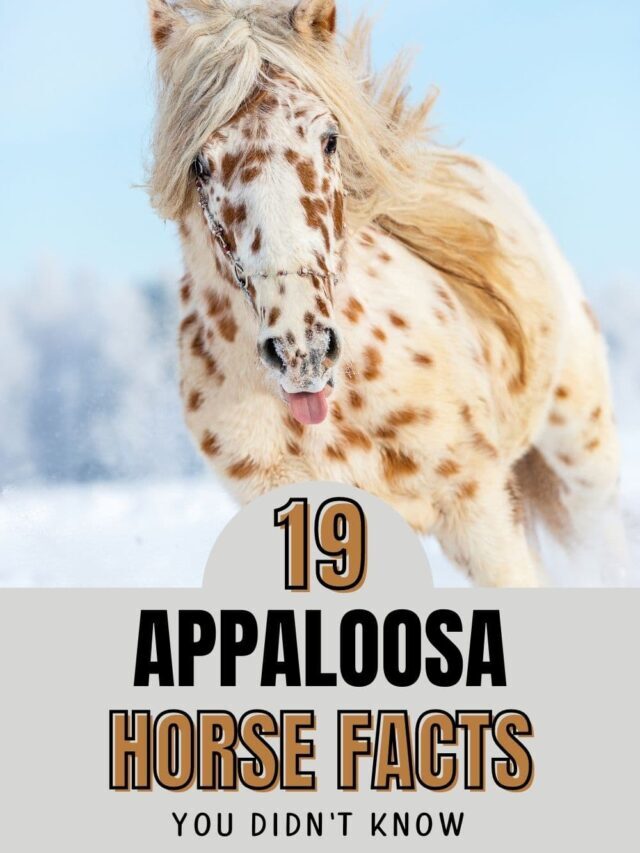 19 Appaloosa Horse Facts You Didn’t Know