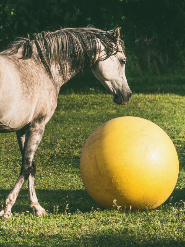 Easy Horse Enrichment Ideas For The Bored Horse