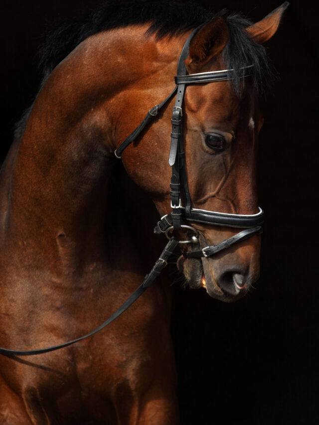 Equine Royalty: The Thoroughbred Horse – History, Characteristics and Photos