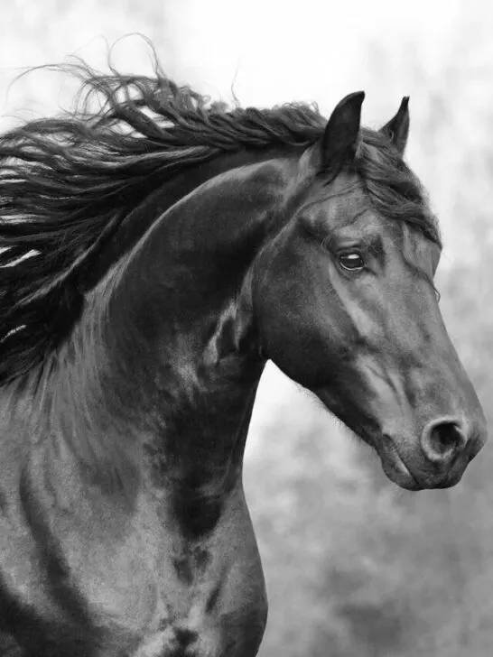 Beautiful Friesian horse action portrait in forest - ss230506