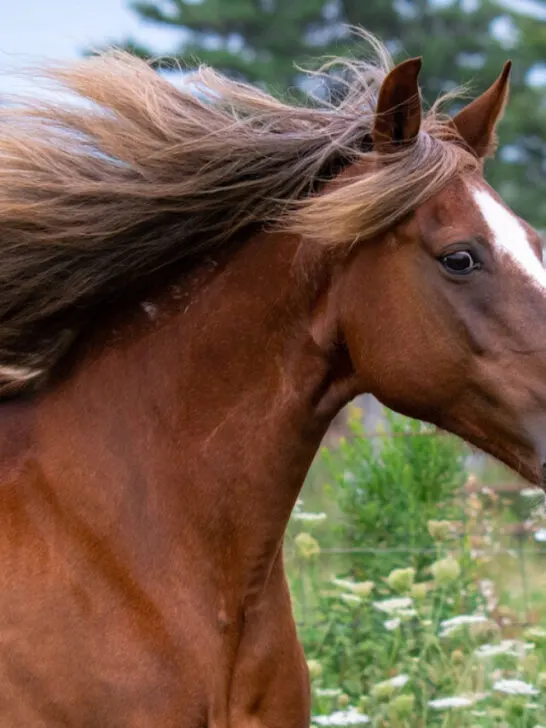 cropped-Beautiful-red-chocolate-rocky-mountain-horse-running-in-pasture-with-flowing-mane-ss230408.jpg