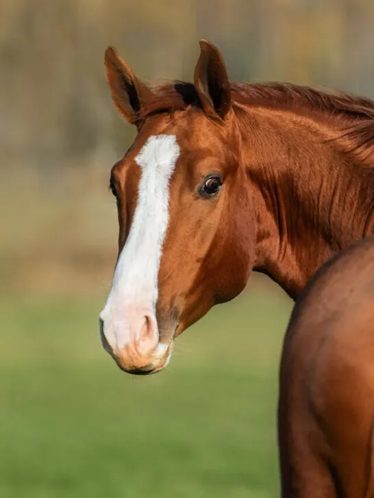Beautiful red horse looking back on blurred nature background - ss230405