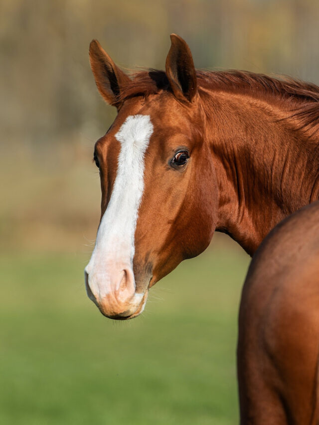 Folder Method of Horse Record Keeping