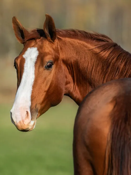 Beautiful red horse looking back on blurred nature background - ss230405