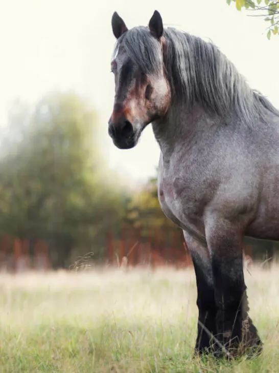 cropped-Belgian-draft-horse-in-summer-field-at-sunset-ss221005.jpg