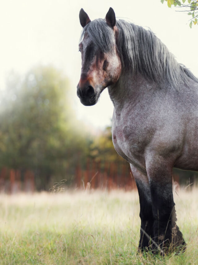 Biggest Horse Breeds