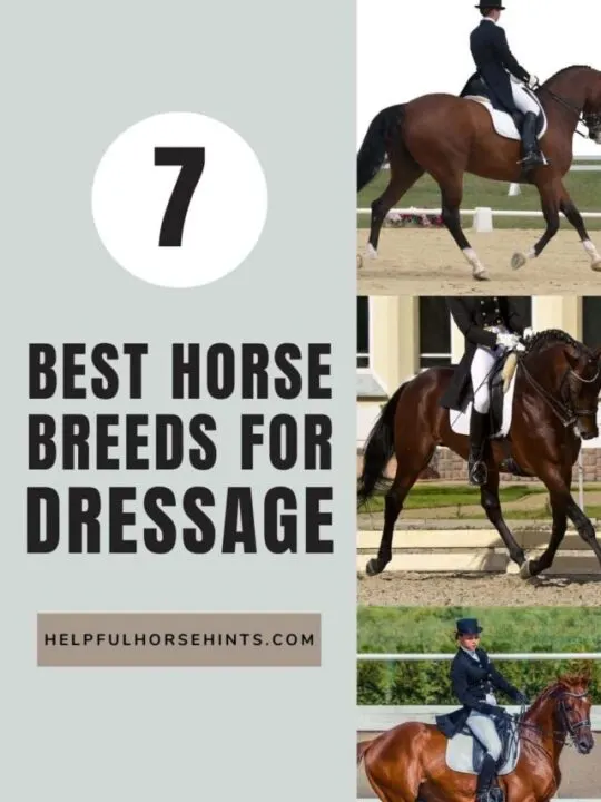 cropped-Best-7-Horse-Breeds-For-Dressage.jpg