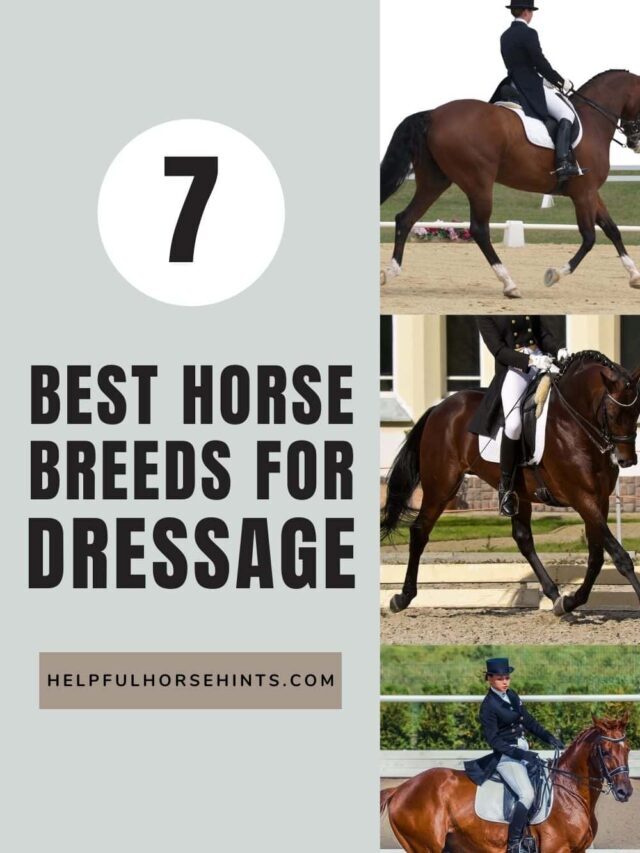 Best 7 Horse Breeds For Dressage