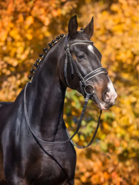 Black Dutch Warmblood horse standing near the autumn leaves