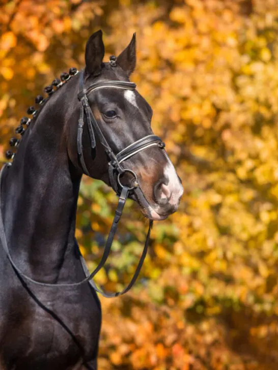 Black Dutch Warmblood horse standing near the autumn leaves