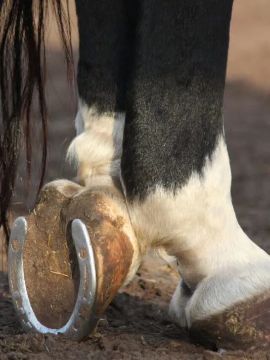 cropped-Black-and-white-horse-hoofs-with-horseshoe-ss221103.jpg