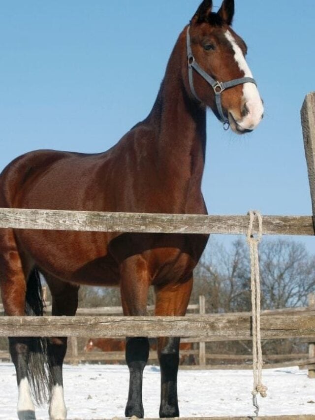 152+ Awesome Bay Horse Names