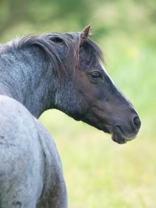cropped-Blue-Roan-Horse.jpg