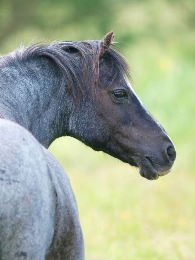 Blue Roan Horse Color Genetics with Photos and Descriptions