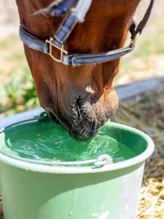 Brown thoroughbred horse drinking water from clean green water bucket - ss230408