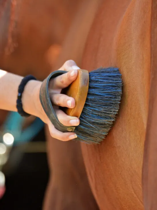 Care and cleaning of horses - ss230810