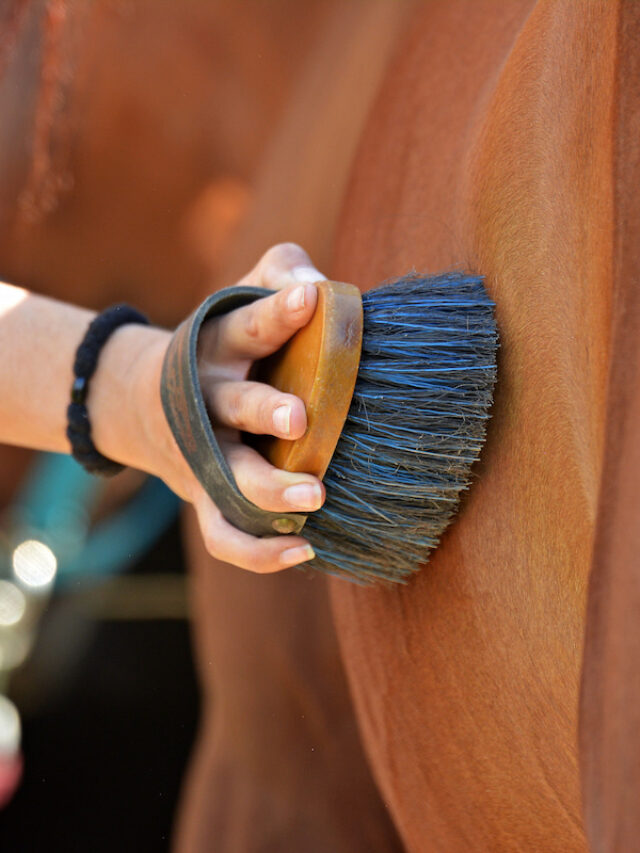 DIY Custom Hand Painted Horse Grooming Brushes in 8 Steps! Helpful