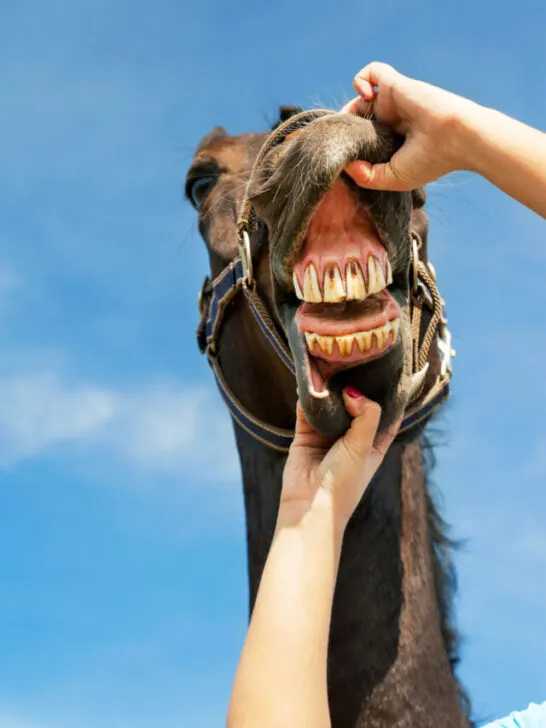 Checking horse teeth and health - ss240205
