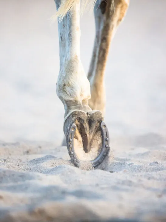 Close-up view of the horse's hoofs during show jumping event - ss240306