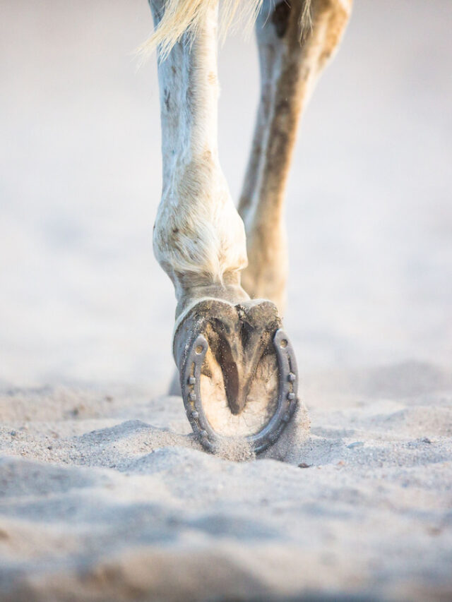 Types of Horseshoes