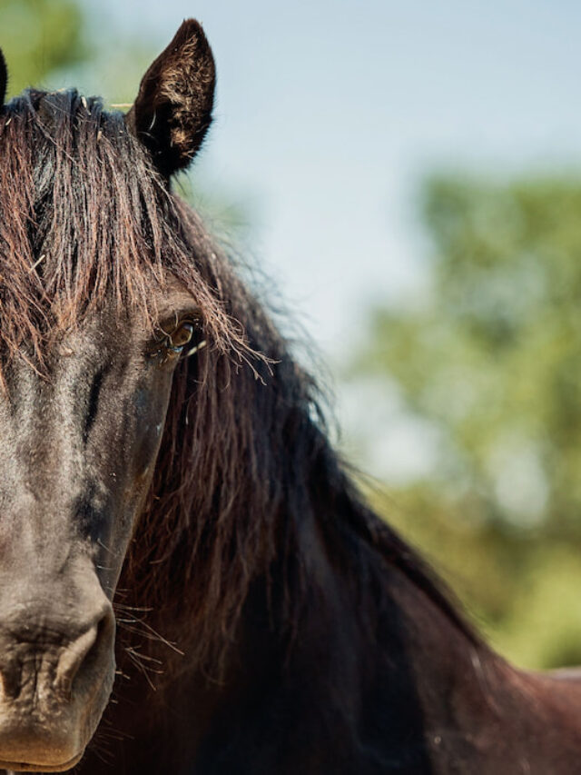 Morgan Horse Breed