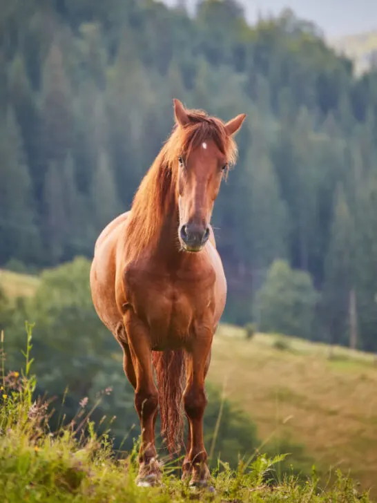 Cute horse in the Alps eating green grass - ss230810