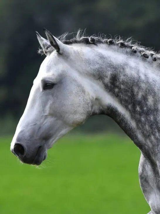 dappled gray horse with plated braid side view