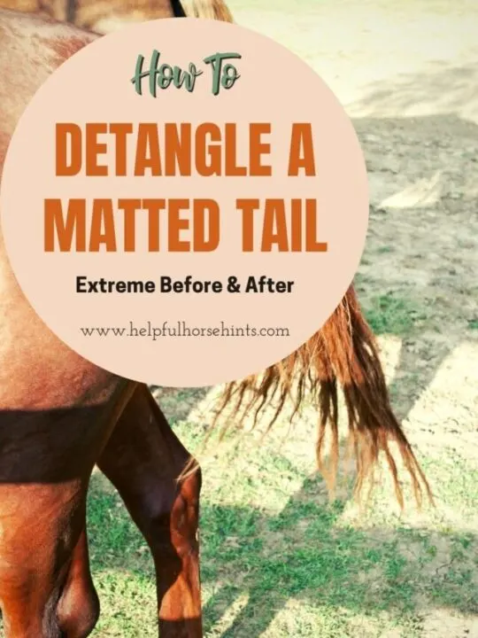 cropped-Detangling-A-Matted-Tail-Extreme-Before-After.jpg