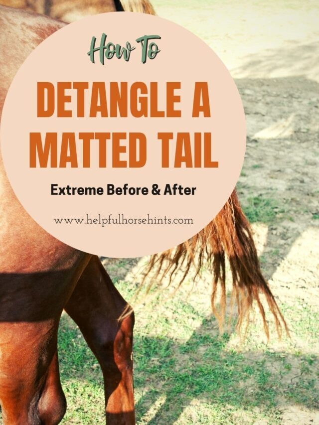 Detangling A Matted Tail – Extreme Before & After