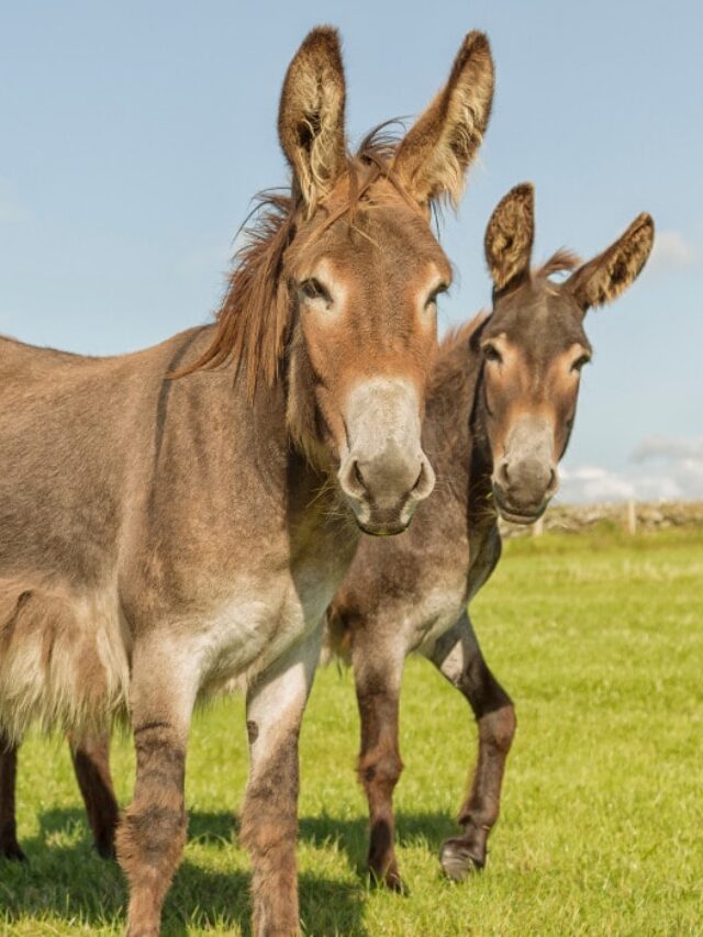 Donkey vs. Mule vs. Hinny A Look at the Differences Helpful Horse Hints