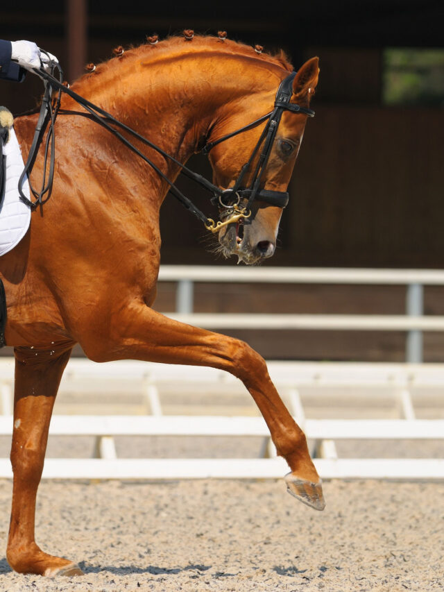 15 Horse Training Books Every Equestrian Should Read