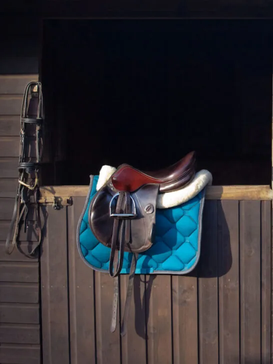 English saddle and bridle hanging on a wooden stable door - ss230726